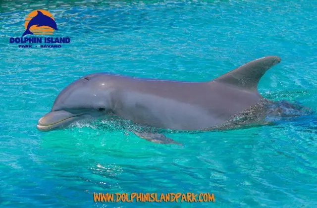 Dolphin Island Park Bavaro Republica Dominicana